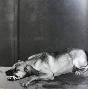 Hungry Dog by Roger Ballen