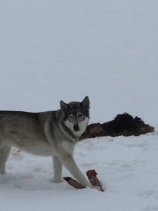 Wolf over a deer kill