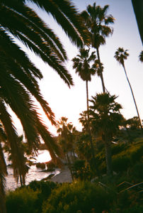 Coast and Palms